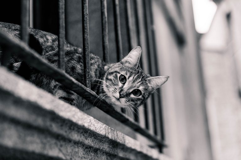 Balkonowe zabezpieczenia dla kotów – podstawowe informacje